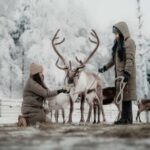 Rovaniemi: Arctic TreeHouse Experiences Aurora Reindeer Tour - The Itinerary Breakdown