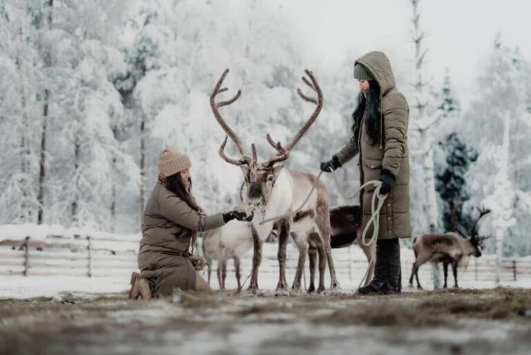 Rovaniemi: Arctic TreeHouse Experiences Reindeer Expedition - The Itinerary in Detail