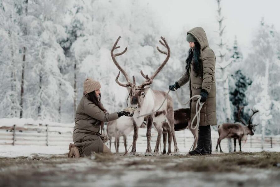 Rovaniemi: Arctic TreeHouse Experiences Reindeer Expedition - The Itinerary in Detail