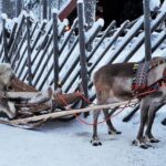 Rovaniemi: Authentic Reindeer Farm Visit and Sleigh Ride - The Value Proposition
