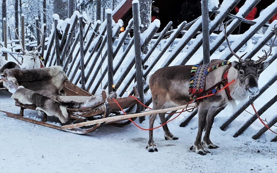 Rovaniemi: Authentic Reindeer Farm Visit and Sleigh Ride - The Value Proposition
