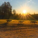 Rovaniemi: Autumn Husky Cart Ride with Hot Drink & Pickup - The Details: Transportation, Duration, and Group Size