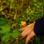 Rovaniemi: Berry and Mushroom Picking with Wilderness Guide - The Practical Side: What’s Included and What to Consider