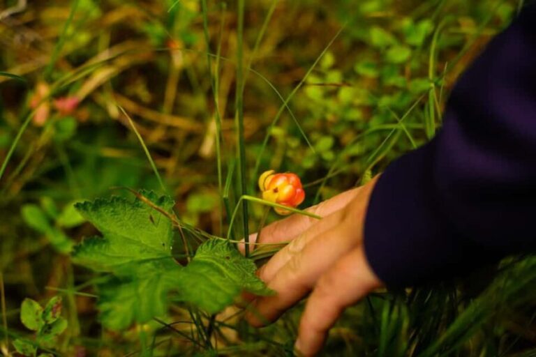 Rovaniemi: Berry and Mushroom Picking with Wilderness Guide - The Practical Side: What’s Included and What to Consider
