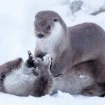 Rovaniemi: Day at Ranua Wildlife Park Arctic Zoo - What We Thought About the Tour