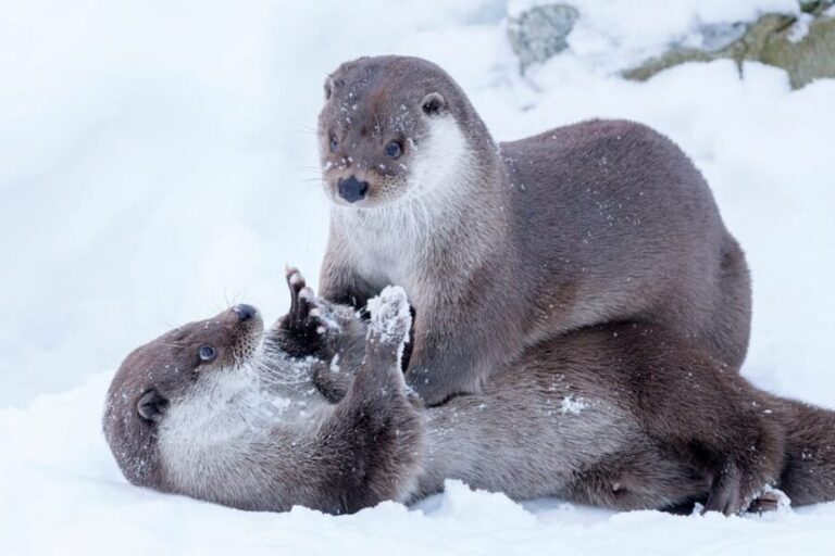 Rovaniemi: Day at Ranua Wildlife Park Arctic Zoo - What We Thought About the Tour