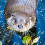 Rovaniemi: Day Trip to Ranua Wildlife Park - What the Tour Includes and How It’s Structured