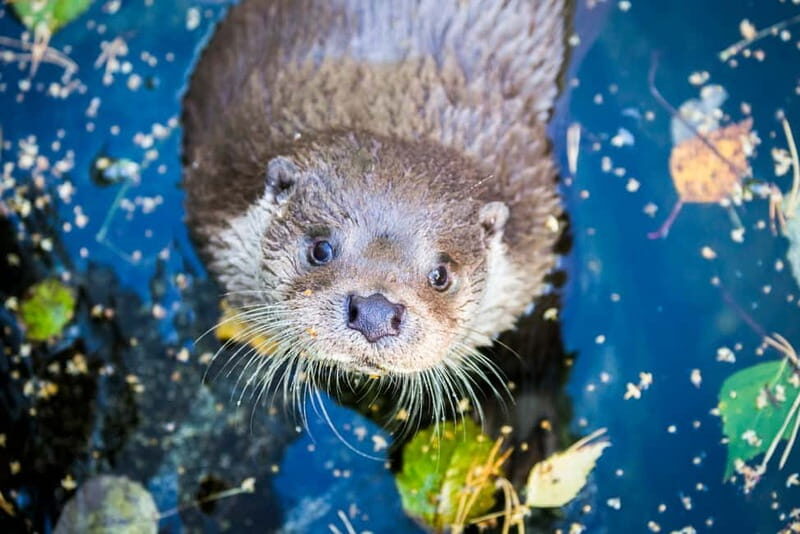 Rovaniemi: Day Trip to Ranua Wildlife Park - What the Tour Includes and How It’s Structured