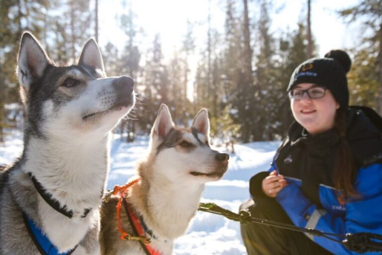 Rovaniemi: Daytime Husky Safari - What’s Included and Practical Details