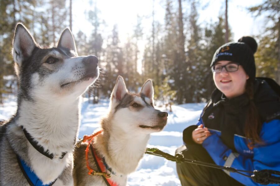 Rovaniemi: Daytime Husky Safari - What’s Included and Practical Details