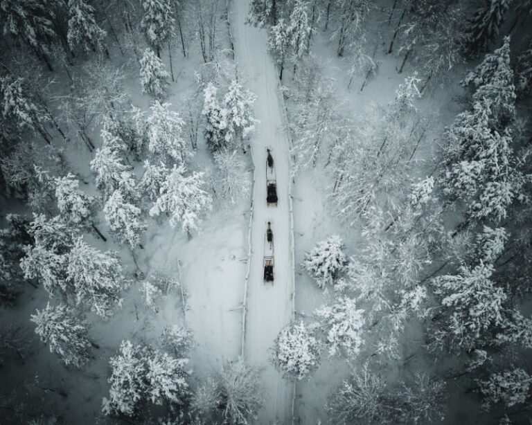 Rovaniemi: Daytime Reindeer Sleigh Ride - The Value and Considerations