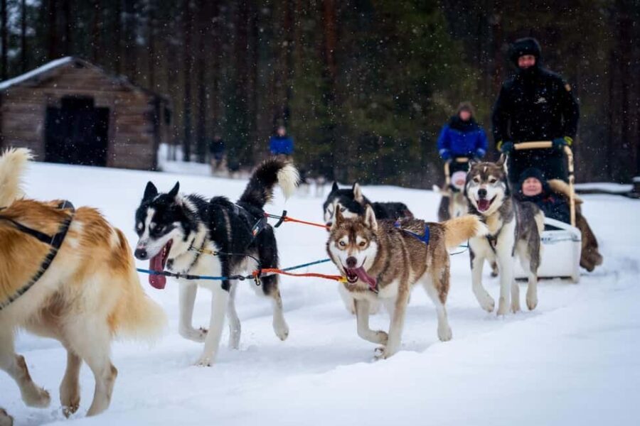 Rovaniemi: Drive Your Own Husky Team (610 km) & BBQ - The Itinerary: What You Can Expect
