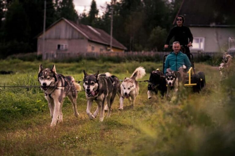 Rovaniemi: Drive Your Own Husky Team (Autumn) & BBQ - Practical Aspects and Value
