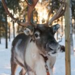 Rovaniemi: Evening Reindeer Safari - The Experience in Depth