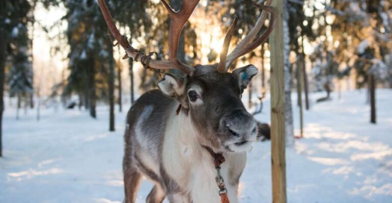 Rovaniemi: Evening Reindeer Safari - The Experience in Depth