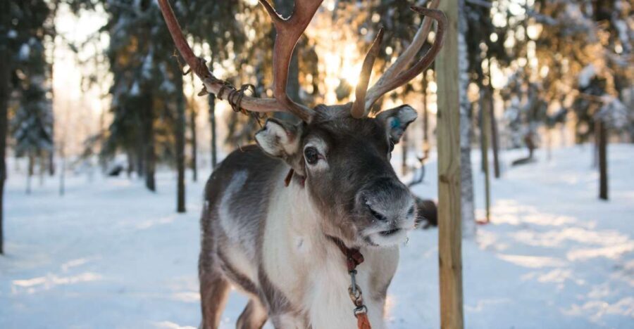 Rovaniemi: Evening Reindeer Safari - The Experience in Depth