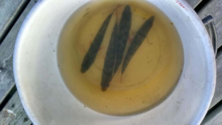 Rovaniemi: Fishing and Cooking Experience with Campfire - Final Thoughts