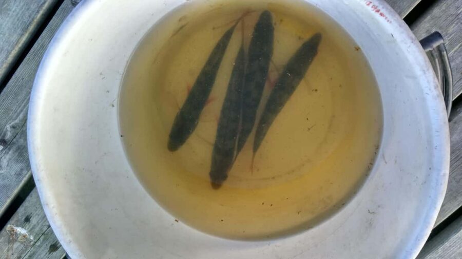 Rovaniemi: Fishing and Cooking Experience with Campfire - Final Thoughts