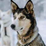 Rovaniemi: Full day Wilderness Tour by Husky Sled - FAQ