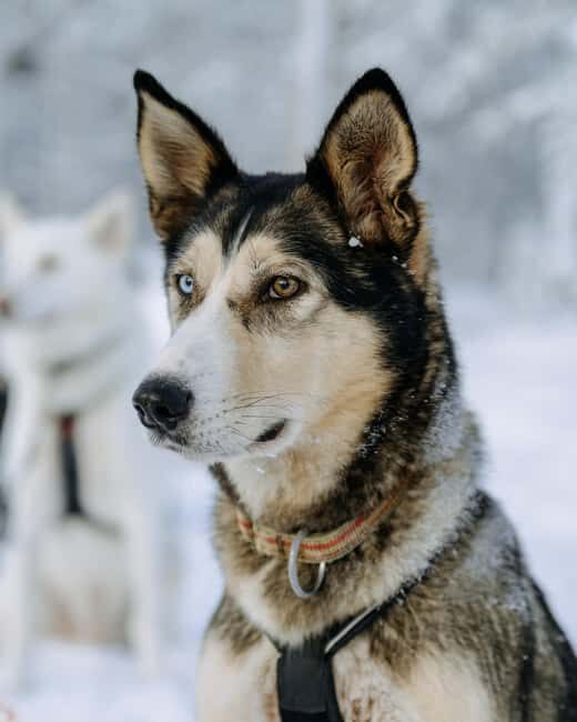 Rovaniemi: Full day Wilderness Tour by Husky Sled - FAQ
