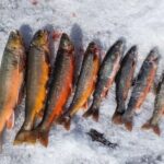 Rovaniemi: Half-Day Snowmobile & Ice Fishing Experience - Who Should Consider This Tour?