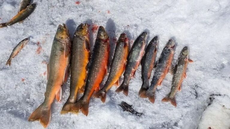 Rovaniemi: Half-Day Snowmobile & Ice Fishing Experience - Who Should Consider This Tour?