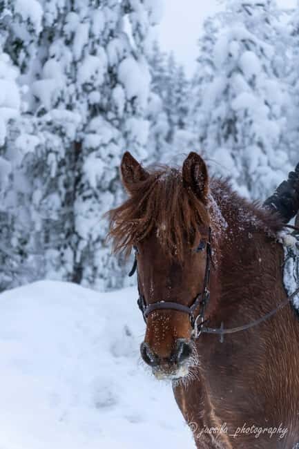 Rovaniemi: Horse-Drawn Sleigh Ride with Snacks and Transfer - The Value of the Experience