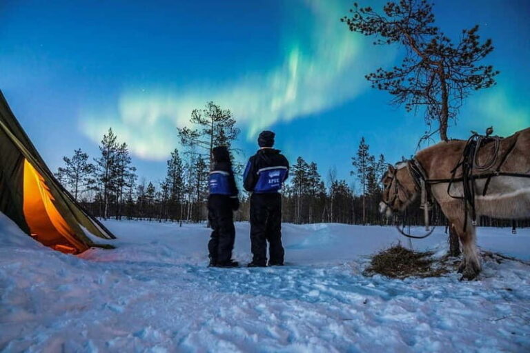 Rovaniemi: Horse Sleigh Ride under the Night Sky - The Practical Side: What to Know Before You Go