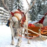 Rovaniemi: Husky and Reindeer Farm Visit with Sled Ride - Visiting the Husky Farm
