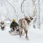 Rovaniemi: Husky and Reindeer farm with sleigh ride - What to Expect from the Tour