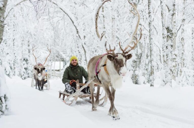 Rovaniemi: Husky and Reindeer farm with sleigh ride - What to Expect from the Tour