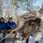 Rovaniemi: Husky and Reindeer Short Rides - Who Is This Tour Best For?