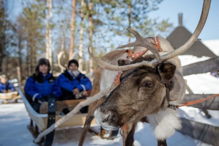 Rovaniemi: Husky and Reindeer Short Rides - Who Is This Tour Best For?