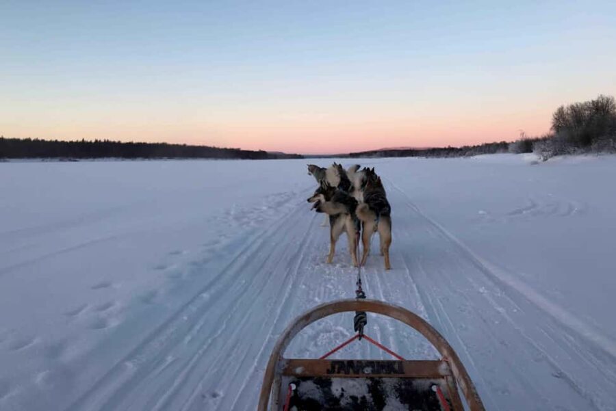Rovaniemi: Husky Experience and Sled Ride with Pro Photos - The Practical Details
