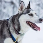 Rovaniemi: Husky Farm Visit with a Sledge Ride - What You’ll Value Most