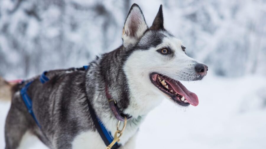 Rovaniemi: Husky Farm Visit with a Sledge Ride - What You’ll Value Most
