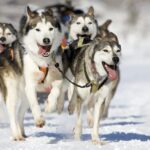 Rovaniemi: Husky Safari on a Snowy Trail - Transportation, Duration, and Value