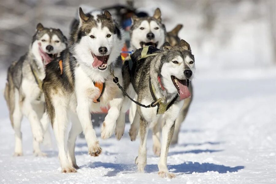Rovaniemi: Husky Safari on a Snowy Trail - Transportation, Duration, and Value