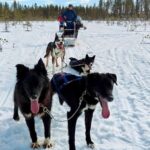 Rovaniemi: Husky Safari with Transfers & BBQ - The Itinerary: What to Expect from Start to Finish