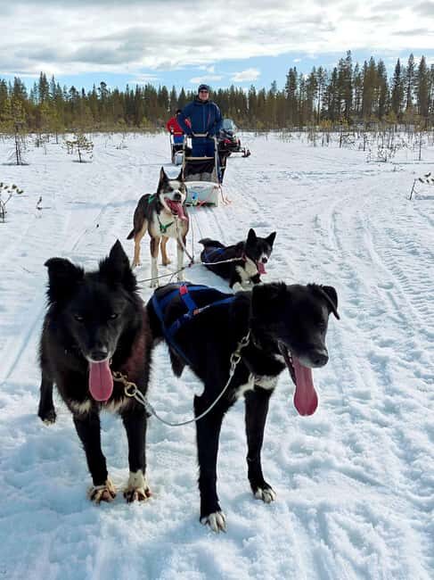 Rovaniemi: Husky Safari with Transfers & BBQ - The Itinerary: What to Expect from Start to Finish
