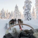 Rovaniemi: Husky Sled Ride and Farm Visit - What Travelers Say