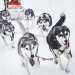Rovaniemi: Husky Sled Ride and Farm Visit - The Experience in Detail