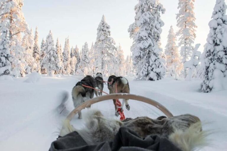 Rovaniemi: Husky Sled Ride and Farm Visit - What Travelers Say