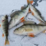 Rovaniemi: Ice Fishing Adventure - The Real Value of this Experience