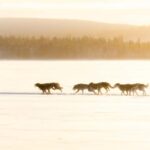 Rovaniemi: Insider 10 km Husky Sled Ride - The Value of the Experience