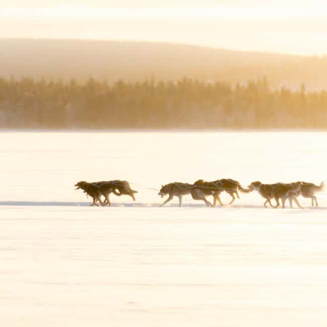 Rovaniemi: Insider 10 km Husky Sled Ride - The Value of the Experience