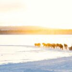 Rovaniemi: Insider 5km Husky Self Drive Tour - The Itinerary Breakdown