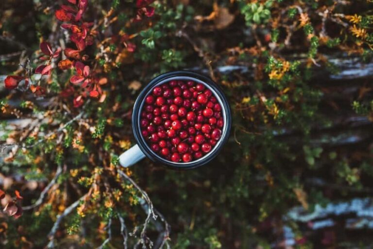 Rovaniemi: Insider Berry and Mushroom Picking & Pancakes - Who Would Love This Tour?
