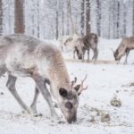 Rovaniemi: Korouoma Canyon & Reindeer Farm Day Trip - Final Thoughts