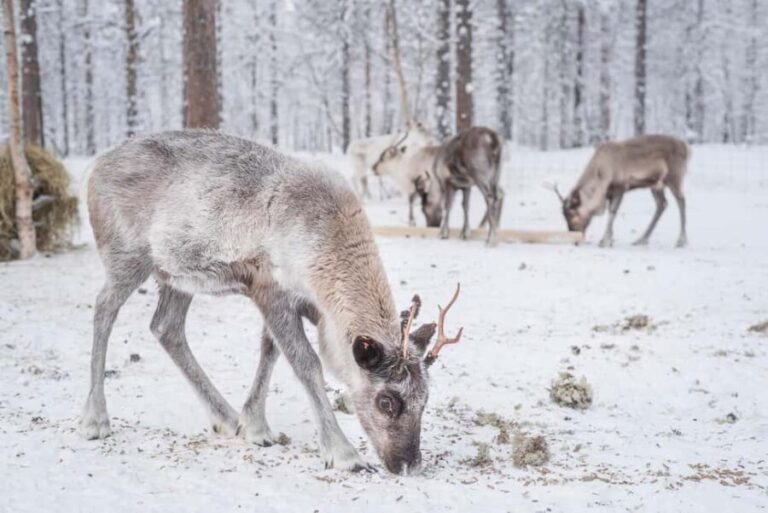 Rovaniemi: Korouoma Canyon & Reindeer Farm Day Trip - Final Thoughts
